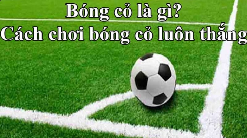 Tìm hiểu về bóng cỏ là gì?