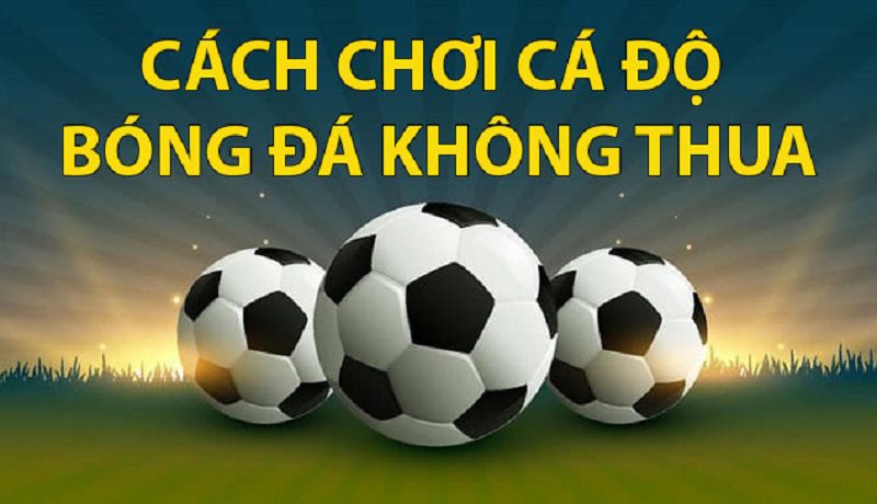 Những yếu tố giúp bạn trở thành cao thủ cá độ bóng đá